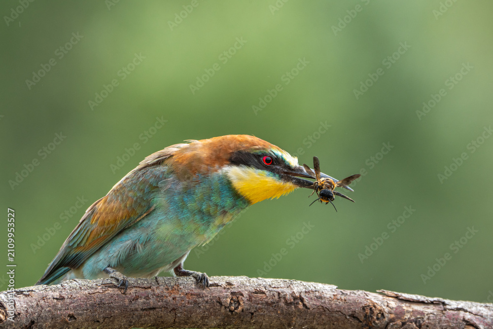 Obraz premium Bee-eater.