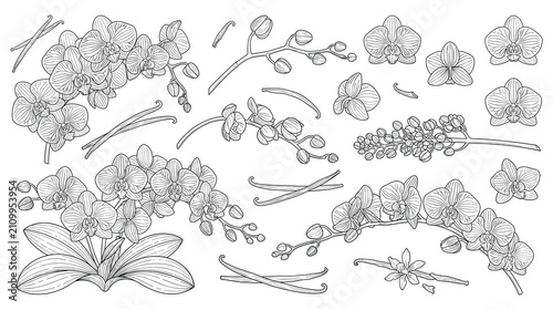 Detailed orchid flower branches and vanilla pods line art set vector.