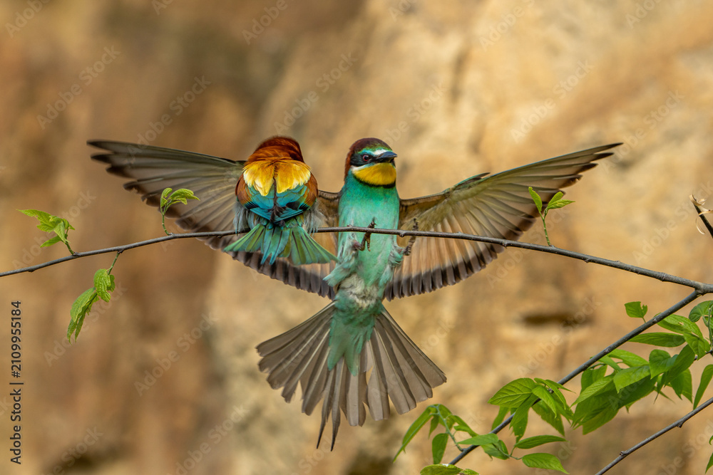 Fototapeta premium Bee-eater.