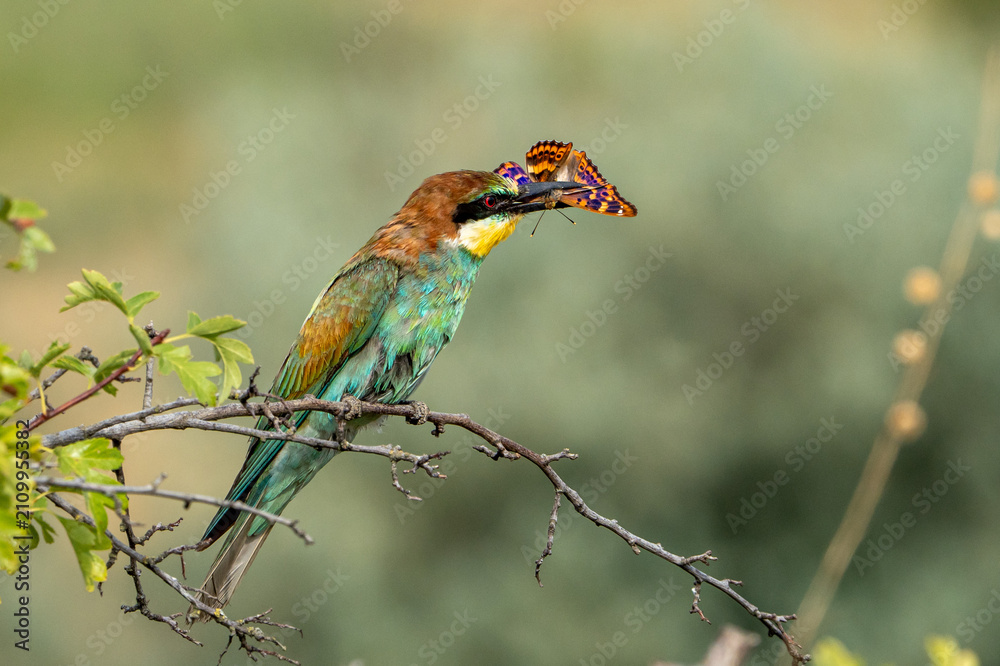 Fototapeta premium Bee-eater.