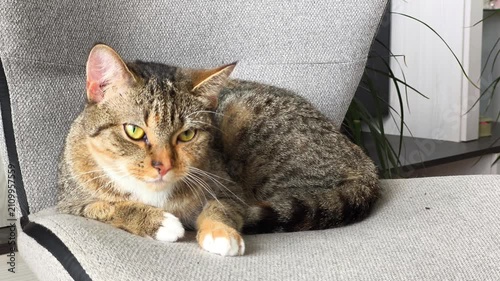 Tabby Cat Resting and Meowing on Grey Chair