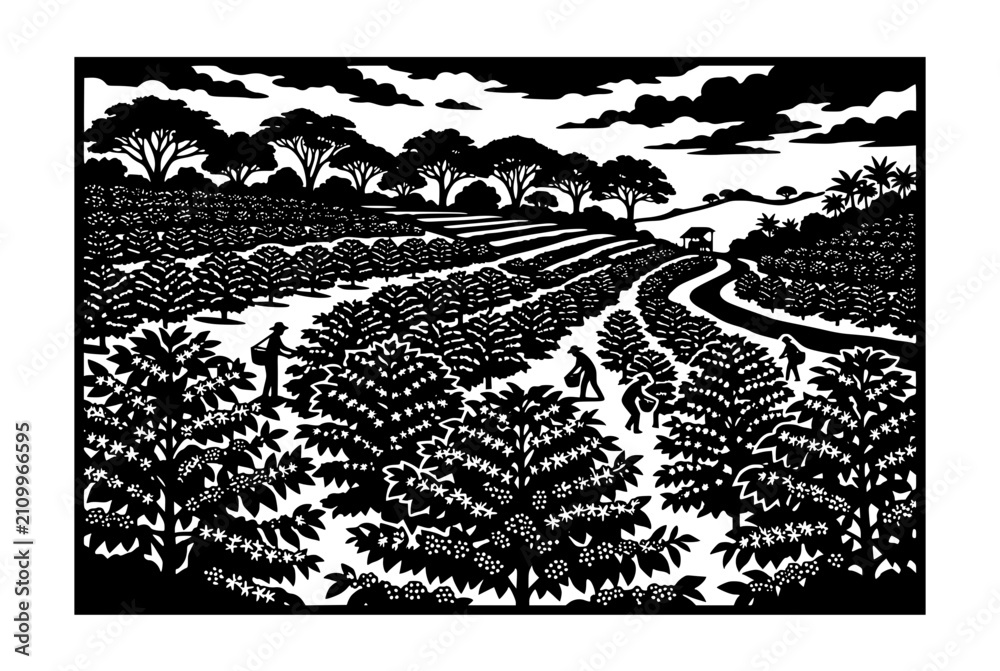 Obraz premium Coffee Plantation Harvest Black and White Woodcut Illustration