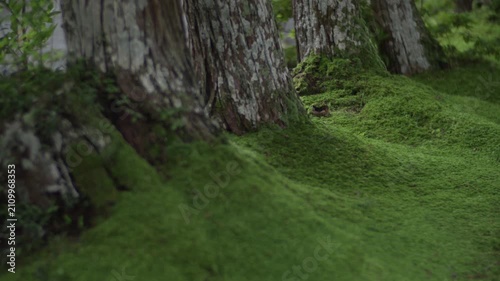 苔むした巨木の根元に広がる美しい緑の苔 静寂に包まれた森林風景 4K