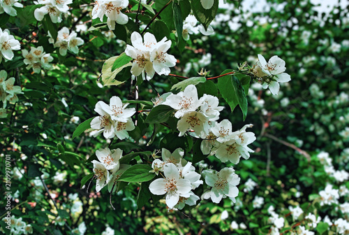 Jasmine branches and flowers close-up