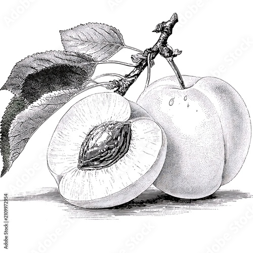Black and white of sliced plum and whole plum with leaves