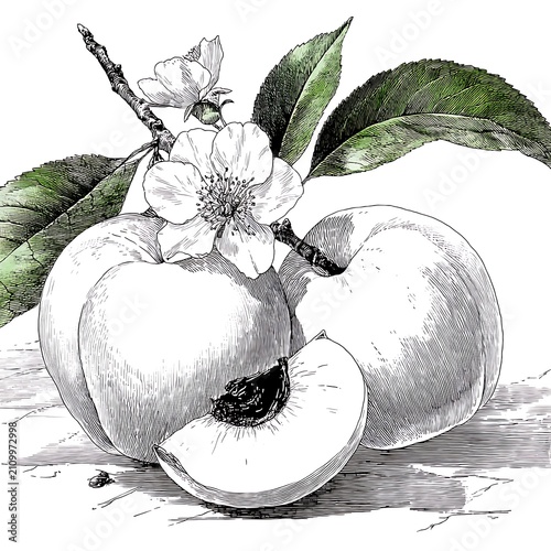 Black and white of peaches with green leaves and white flowers fruit black and white still life
