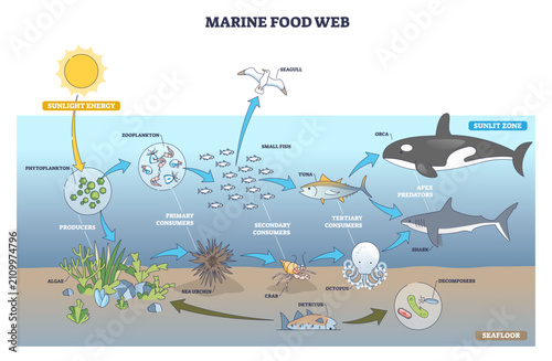 Cuadro en lienzo Marine food web outline showing energy flow through trophic levels, from phytoplankton to small fish and apex predators like shark-orca, arrows map producers to consumers, transparent background
