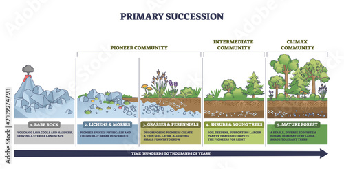 Bild auf Leinwand Primary succession timeline shows life starting on bare rock, then lichens and g