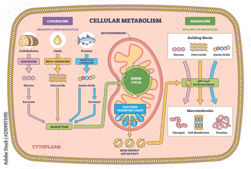 фотографія Cellular metabolism brief diagram shows mitochondrion with Krebs cycle and elect