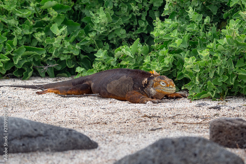 Galapagos land iguana, a large lizard near mangrove, Conolophus subcristatus in North Seymour island