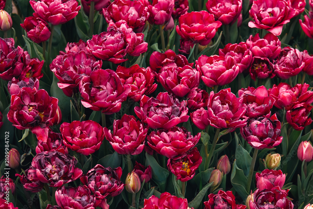 Obraz premium Double petal dark pink tulips field in bloom
