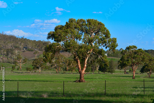 Typical Australian Red river gum tree in a green field before a mountain with a huge canopy in New England Highland, NSW, Australia