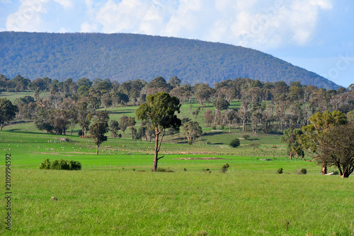 Sheep grazing in the green field beforeMount Duval, a large forested mountain of the New England Range, part of the Great Dividing Range, is located on the Northern Tablelands in the New England
