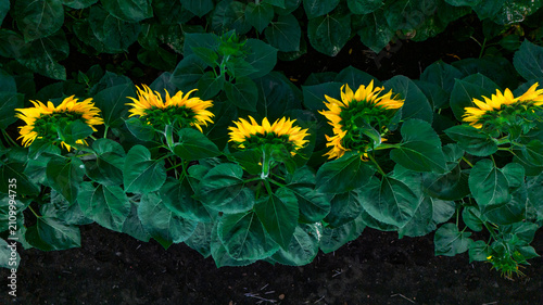 Bild auf Leinwand Sunflowers