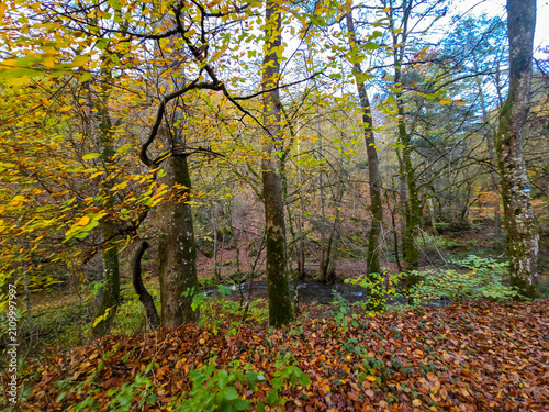 Colors of Autumn on the Forest Bluff