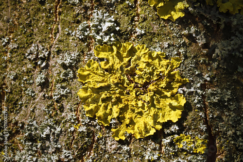 Фотография Bright yellow foliose lichen spreads across rough tree bark, surrounded by pale crustose lichen and moss, creating  natural texture and contrast in sunlight for botanical study and nature imagery