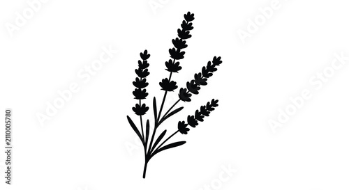 Lavender Silhouette Against A White Background Botanical Illustration