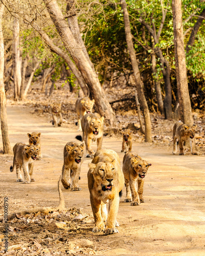 Canvas Print A pride of Asiatic lionesses and cubs moves through Sasan Gir, displaying strong family bonds, teamwork, and protective behavior in the world's only wild habitat of Asiatic lions