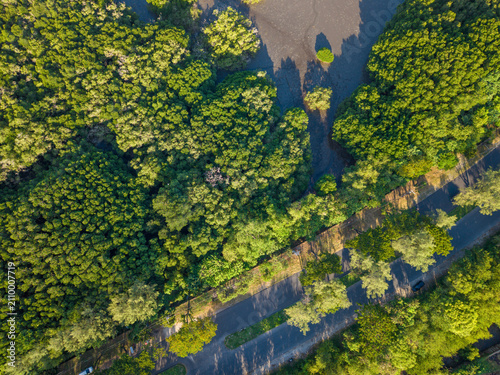 Top Down Aerial View of Lush Mangrove Forest and Coastal Asphalt Road