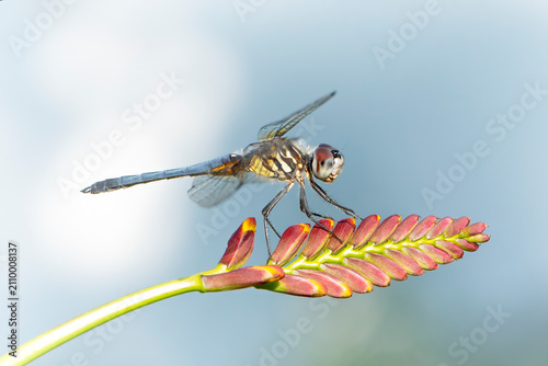 Obraz na plátně Macro of a dragonfly (odonata) perched on a Crocosmia lucifer flower