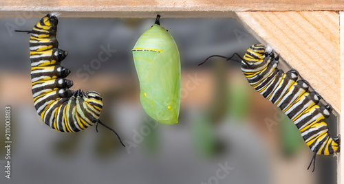 Quadro su tela Macro of the monarch butterfly (danaus plexippus) in different stages of metamorphosis