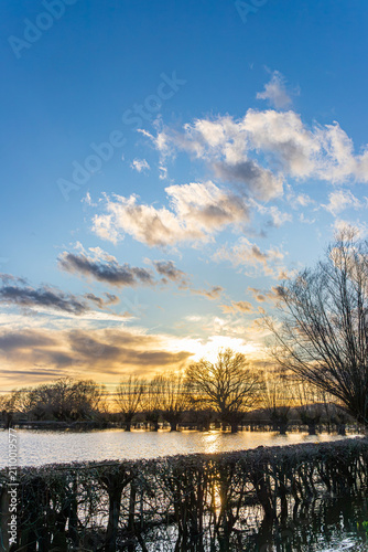 Fotografie The sun setting over pollarded willows in Gabb Lane flooded by the River Severn
