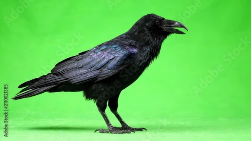 Majestic black raven walking slowly across a bright green screen background with smooth feathered movements and sharp beak details