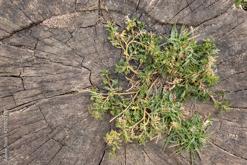 Fotografía Wild green plants growing on weathered tree stump with cracked wood grain and an