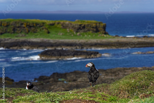 Atlantic puffin on the isle of Lunga in Scotland. The puffins breed on Lunga, a small island of the coast of Mull.
