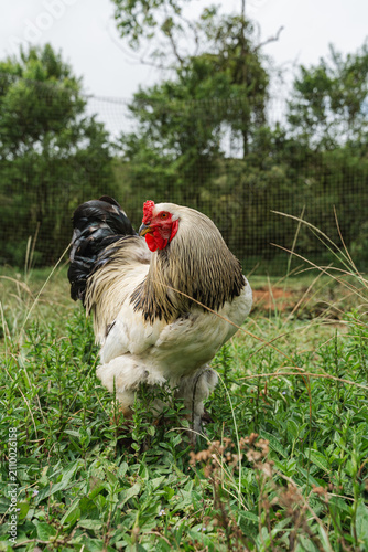 Brahma chicken standing in tall grass at farm