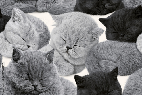 Seamless 2.5D British Shorthair Kitten Pattern