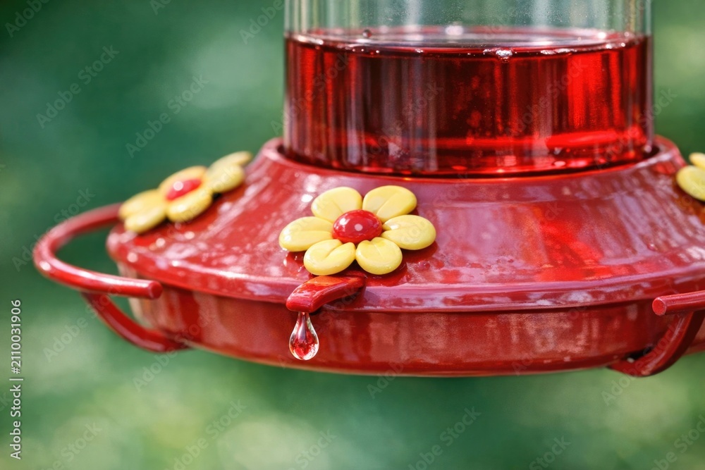 Fototapeta premium A hummingbird sips nectar from a colorful feeder in a garden