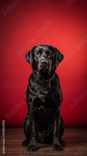 Black Labrador Portrait