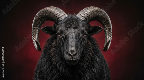 Black Ram Portrait with Dramatic Red Background