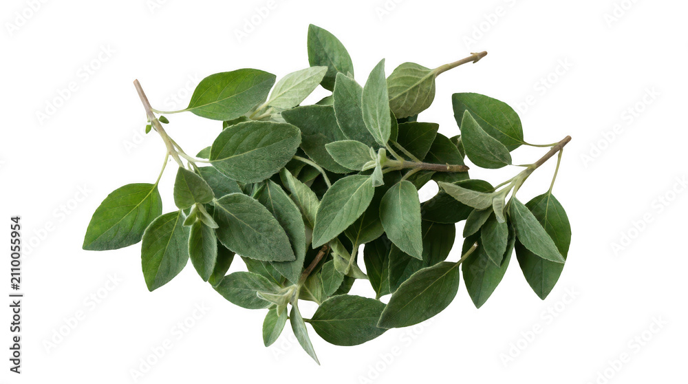 Fototapeta premium Fresh green leaves on a woody branch with small stems isolated for nature and botanical design projects