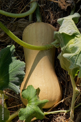 Butternut au jardin