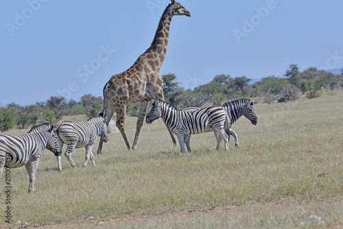 Fototapeta na wymiar Giraffe