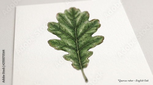 Green english oak leaf with detailed veins on stem