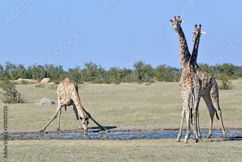 Obraz Giraffes