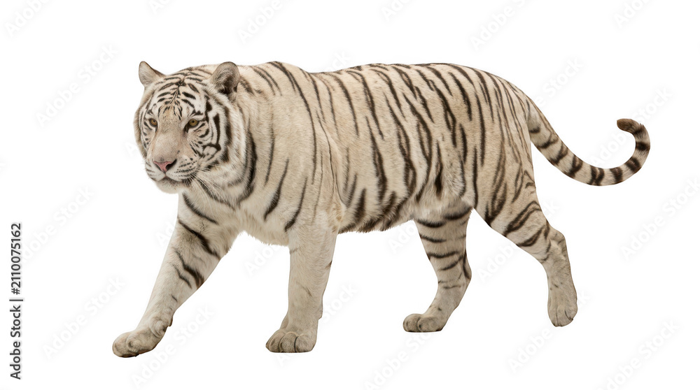 Obraz premium White tiger walking isolated on transparent background