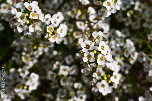 Horizontal Close Up of Small White Alyssum Flowers in Sunlight