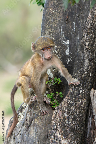 Young baboon hanging around and playing in Kruger National Park in South Africa