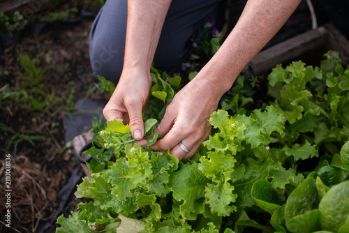 Close-up of hands harvesting fresh green lettuce leaves in a greenhouse garden