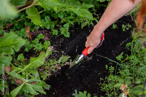 Photography Close-up of a hand loosening dark soil with a red metal garden tool