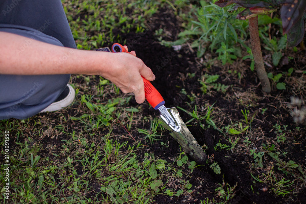 Fototapeta premium Close-up of a hand loosening dark soil with a red metal garden tool