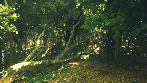 Ancient root tangle across forest floor with textured bark and thick moss, lowangle light creating dramatic contrast, mood of age, resilience and natural