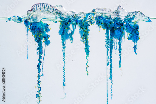 The Portuguese man-of-war is a venomous marine organism recognized by its colorful gas filled float and extremely long tentacles that can deliver painful stings. Dangerous Jellyfish Floating at Shore