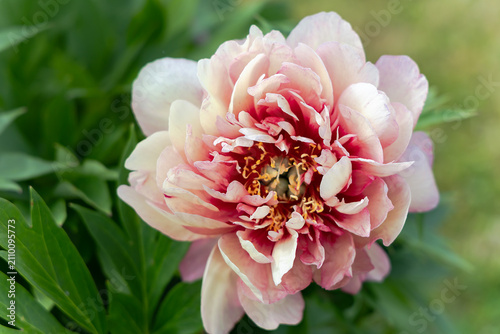 Obraz na plátně Peony ITO-Hybrid Hillary peach-pink is known for its large, double flowers close-up