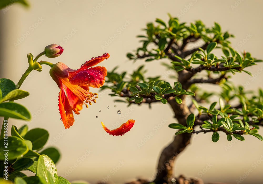Obraz premium Red hibiscus flower with falling petal. Tropical bloom with water drops near bonsai tree.