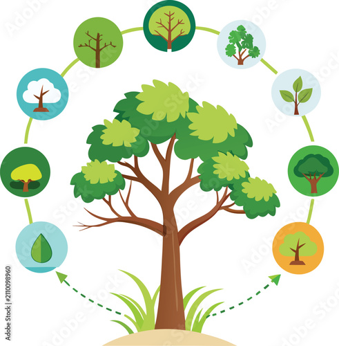 Tree surrounded by circular icons of plant growth stages on white background